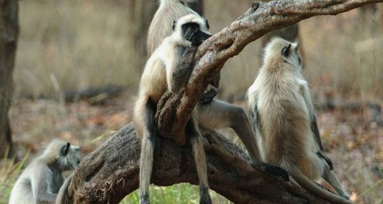03 days Chitwan Jungle Safari - Nepal Hiking Pvt. Ltd. 10