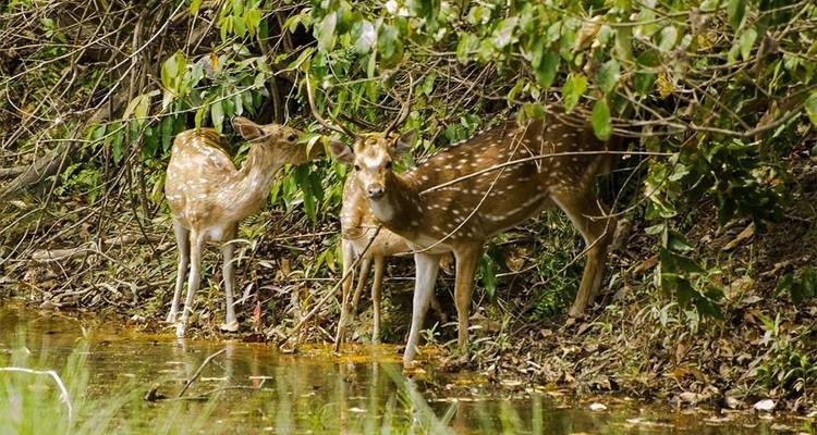 03 jours dans le parc national de Bardia - Nepal Hiking Pvt. Ltd. 2