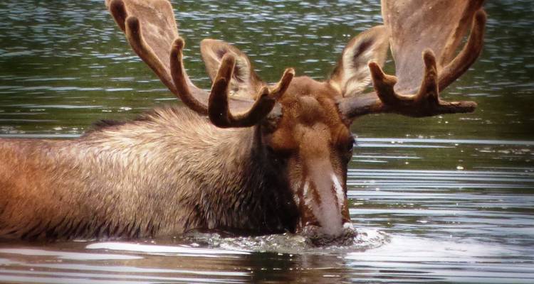 Aventure en Alaska - 20 jours - Infinite Adventures 9