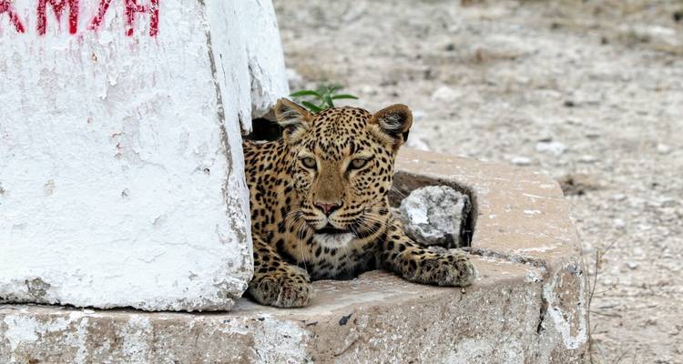 15 Day Dunes , Wildlife and Surfing adventure - Chameleon Safaris Namibia 2