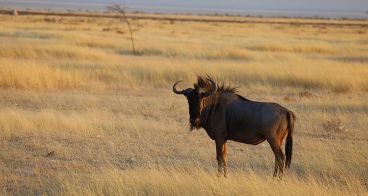 15 Day Dunes , Wildlife and Surfing adventure - Chameleon Safaris Namibia 4