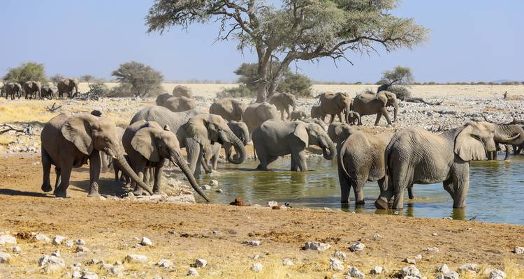 15 Day Dunes , Wildlife and Surfing adventure - Chameleon Safaris Namibia 6