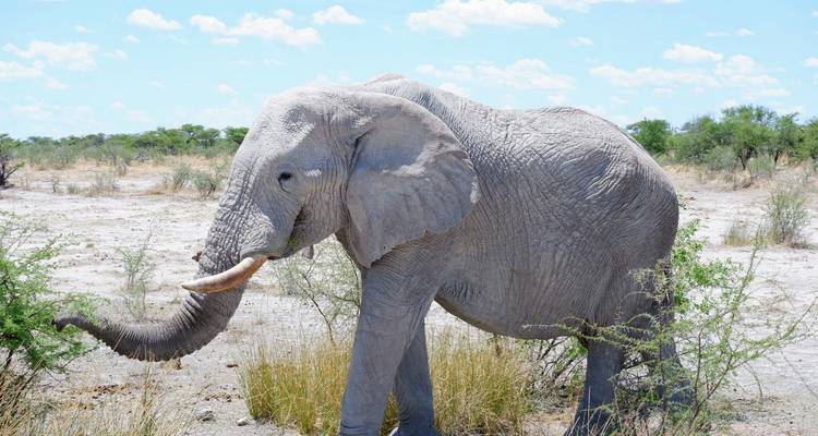 15 Day Dunes , Wildlife and Surfing adventure - Chameleon Safaris Namibia 7