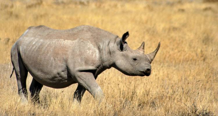 15 Day Dunes , Wildlife and Surfing adventure - Chameleon Safaris Namibia 8