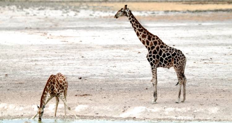 15 Day Dunes , Wildlife and Surfing adventure - Chameleon Safaris Namibia 9