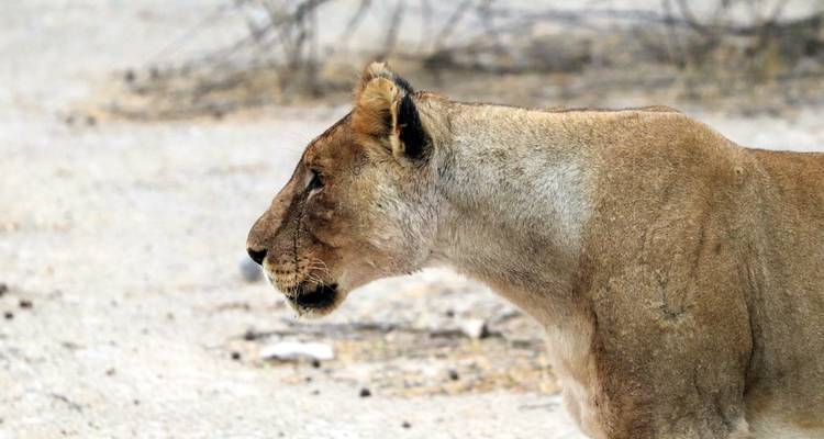 15 Day Dunes , Wildlife and Surfing adventure - Chameleon Safaris Namibia 10