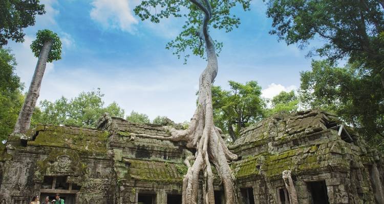 Raíces de árboles creciendo sobre las ruinas de un antiguo templo de piedra.