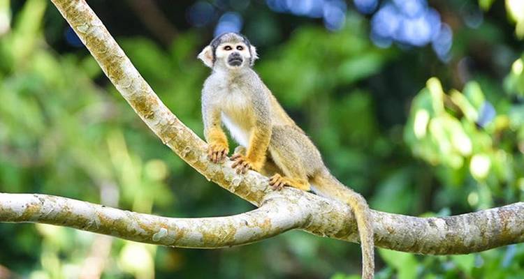 Aventure dans la jungle amazonienne d'Iquitos 4J/3N - Bamba Travel 3