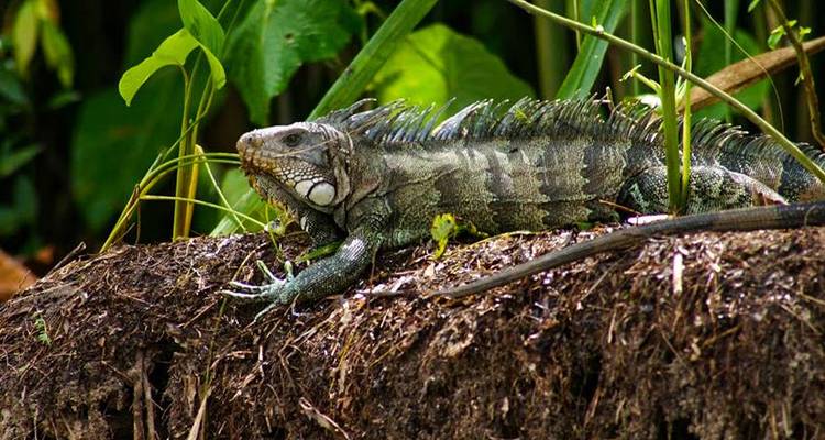 Aventure dans la jungle amazonienne d'Iquitos 4J/3N - Bamba Travel 9