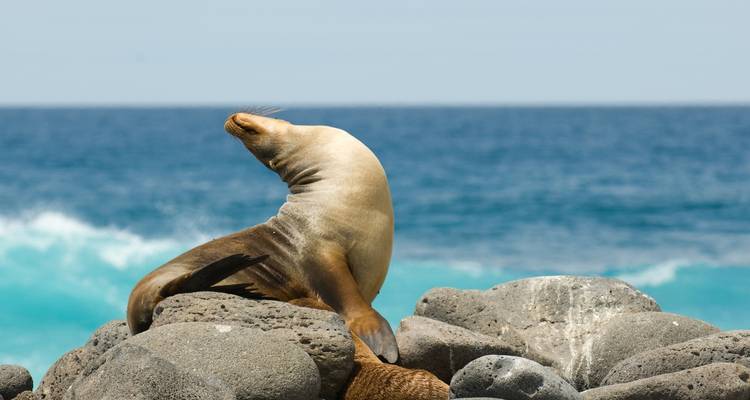 Sealion resting on rocks beside the ocean.