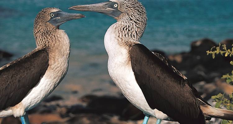 Pair of blue-footed boobies facing each other.