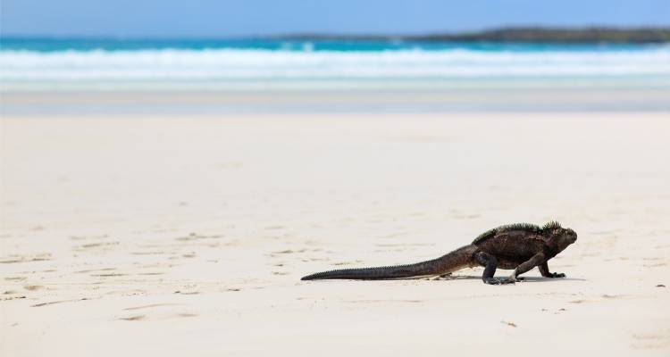 Les Galápagos dans leur ensemble - 17 jours (8 destinations) - On The Go Tours 7