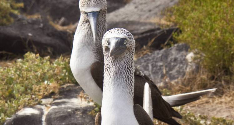 Les Galápagos dans leur ensemble - 17 jours (8 destinations) - On The Go Tours 3