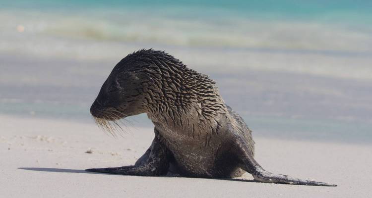 Les Galápagos dans leur ensemble - 17 jours (8 destinations) - On The Go Tours 1