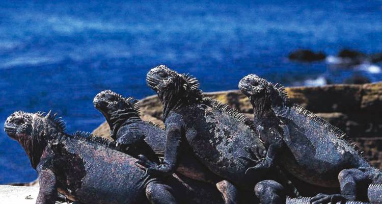 Ultimate Galapagos - 10 jours - On The Go Tours 2