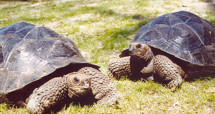 Dos tortugas gigantes en el césped bajo la luz del sol.