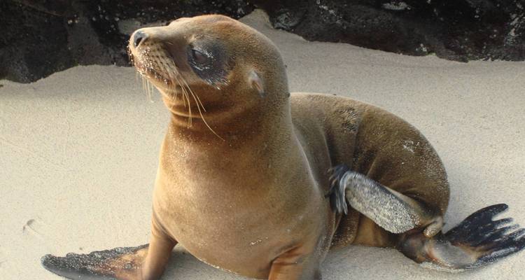 León marino en una playa de arena mirando hacia la cámara.