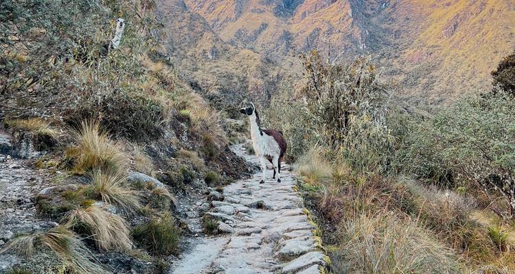 Un lama sur un sentier dans un paysage montagneux.