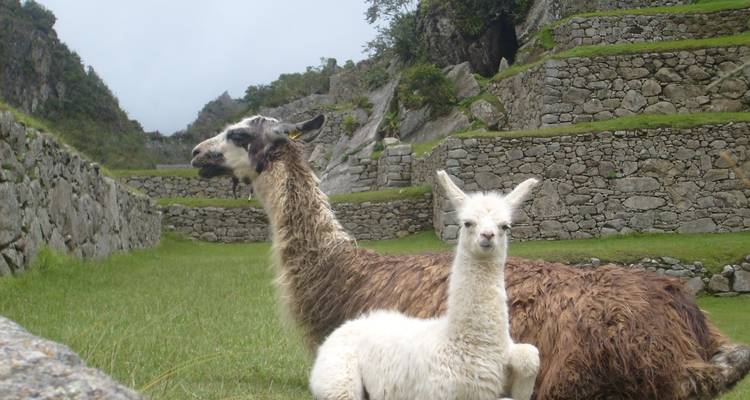 Trek à Cusco et Salkantay vers le Machu Picchu - Inkayni Peru Tours 2