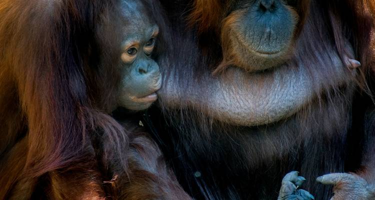 Gros plan tendre d'une mère orang-outan et de son petit partageant un moment de calme à la lumière douce