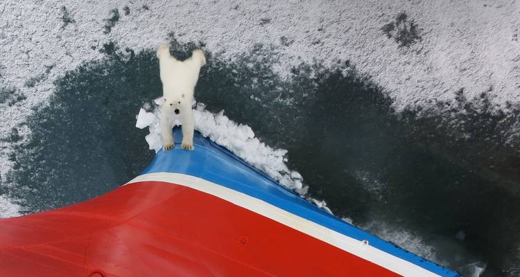 Vista aérea de un oso polar apoyado contra la proa roja y azul de un rompehielos en mares congelados.