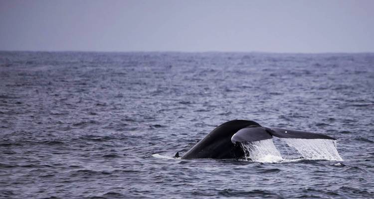 Wild About Sri Lanka - 10 days - On The Go Tours 3