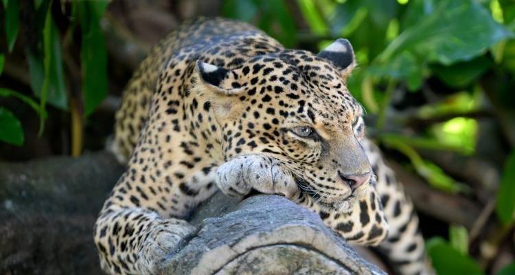 Wild About Sri Lanka - 10 days - On The Go Tours 10