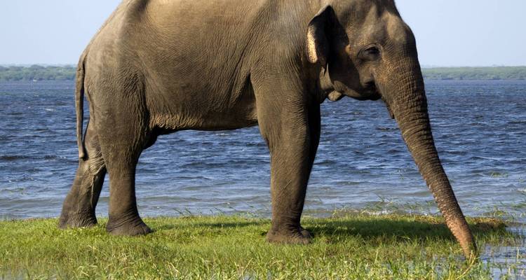 Wild About Sri Lanka - 10 days - On The Go Tours 9