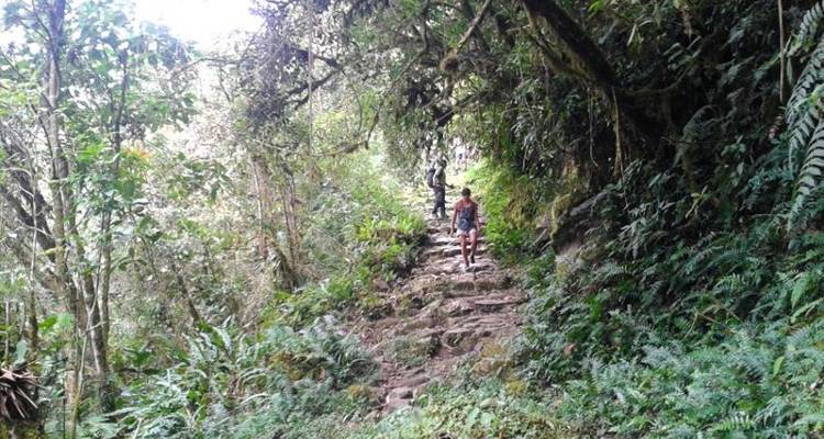 Camino del Choro 3D/2N - Bamba Travel 6