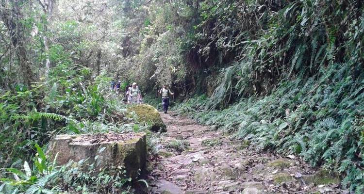 Camino del Choro 3D/2N - Bamba Travel 10