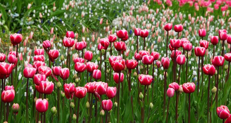Campo de tulipanes rosa vibrante de pie contra el follaje verde en Keukenhof.