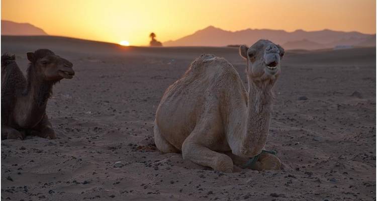 Zagora Sand Dunes (2 days) - Trek in Morocco 7