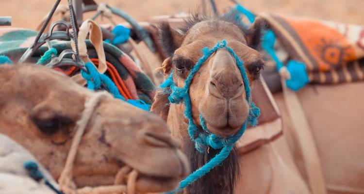 Merzouga, Ait Benhadou, Gorges du Dadès et du Todra - 3 jours - Trek in Morocco 4