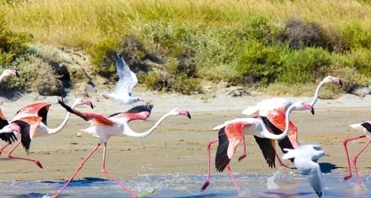 De Borgoña al Camarge por los ríos Saona y Ródano - CroisiEurope River Cruises 10