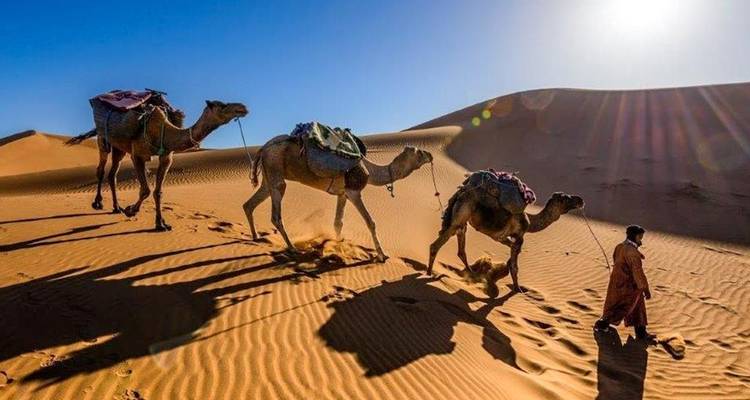 Personne guidant des chameaux à travers le désert avec le soleil projetant des ombres.