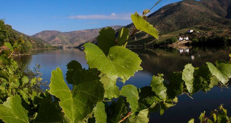 Primer plano de hojas frescas de vid con el tranquilo río Duero y colinas en terrazas al fondo.