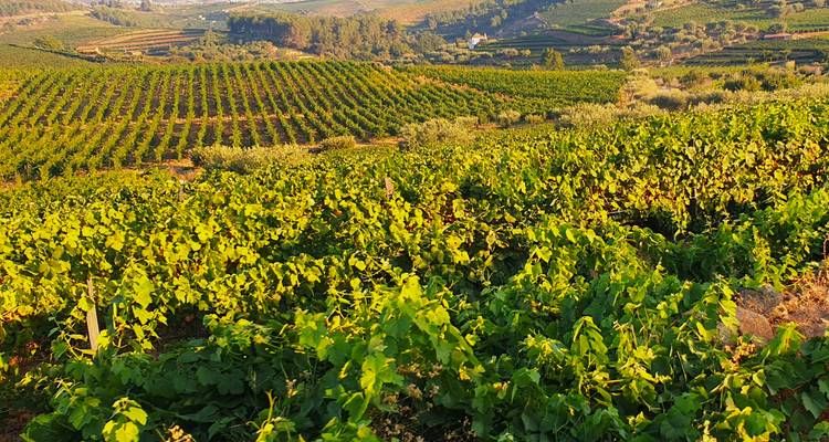 Vista amplia de viñedos bañados por el sol extendiéndose a través de colinas ondulantes en el Valle del Duero.