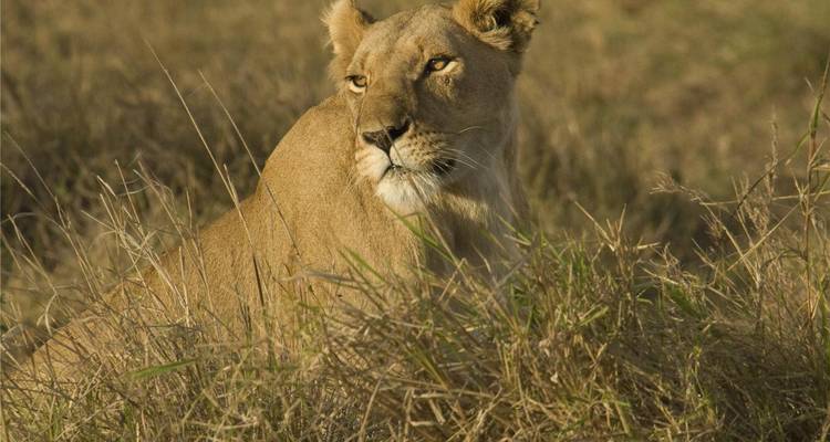 Une lionne vigilante est assise au milieu de l'herbe dorée et haute sous une lumière douce du soir dans les plaines africaines.