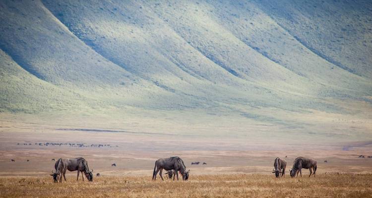 Une poignée de gnous paissent sur la vaste savane, encadrée par les imposants murs du cratère verdoyant.