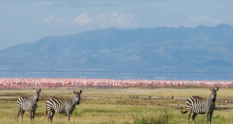 Trois zèbres se tiennent vigilants sur des rivages herbeux avec une bande rose scintillante de flamants roses s'étendant sur un lac et des montagnes brumeuses en arrière-plan.