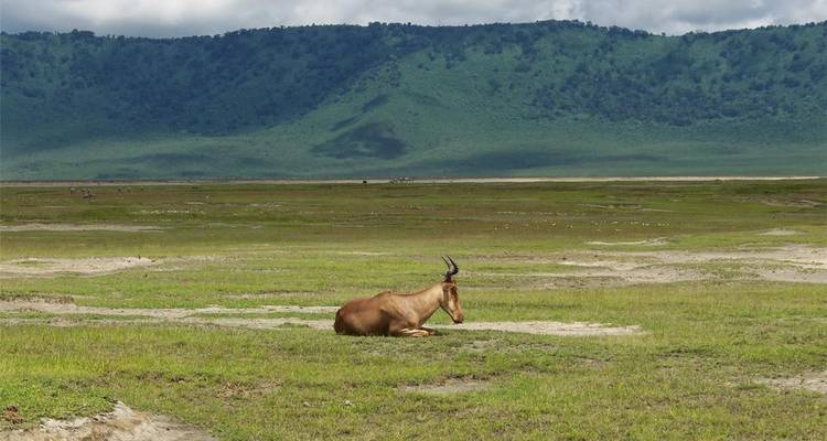 Une antilope se repose sur une prairie dégagée au pied de parois de cratère couvertes de forêt sous un ciel partiellement nuageux.