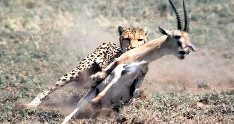 Un guépard au sprint soulève la poussière en maîtrisant une gazelle dans une scène de chasse spectaculaire.