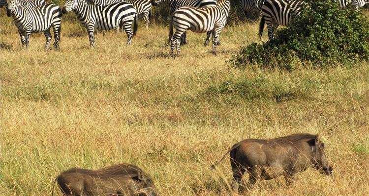 Les zèbres broutent tandis que deux phacochères fouillent dans l'herbe dorée de la savane africaine.