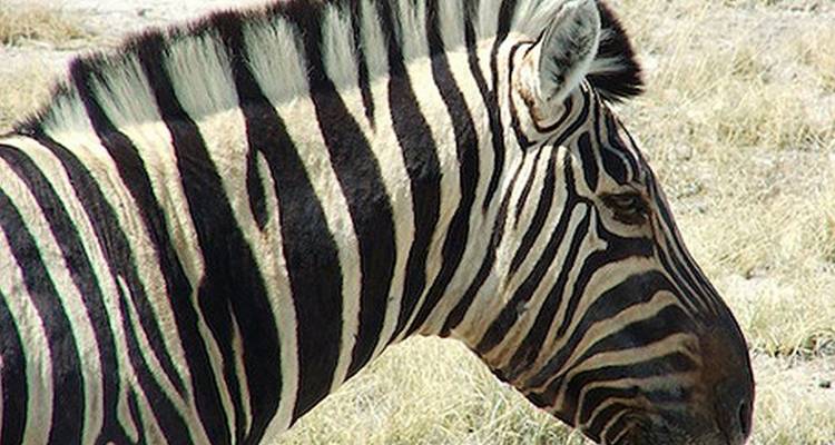 Encuentro con la fauna - Reverso - Absolute Africa 8