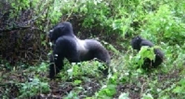Encuentro con la fauna - Reverso - Absolute Africa 9