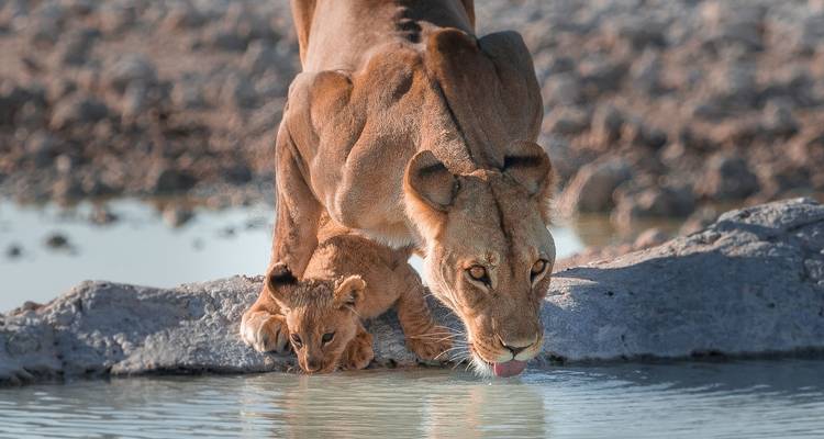 Encuentro con la fauna - Reverso - Absolute Africa 6