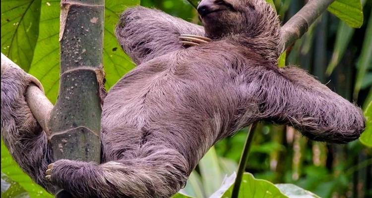 Perezoso descansando en un árbol dentro de una selva tropical.