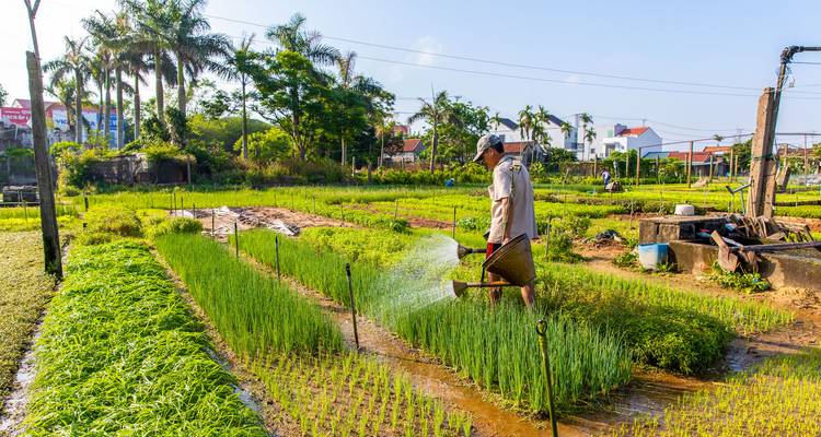 Un homme arrosant des plantes dans un champ agricole verdoyant.