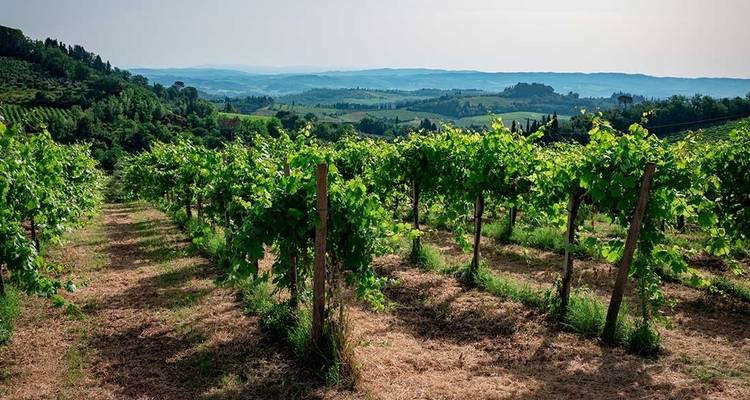 Un paysage de vignoble avec des rangées de vignes sous un ciel dégagé.