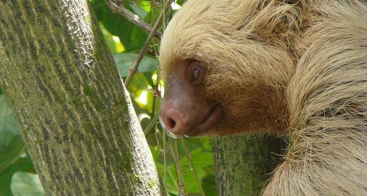 Explorador completo de Costa Rica 14D/13N - Bamba Travel 6
